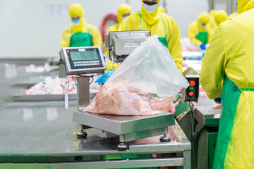 Chicken meat in bag weighing on digital scale.