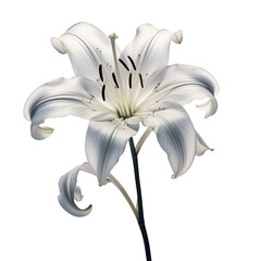 Grey crystal lilly flower,grey lilly flower made of crystal isolated on transparent background,transparency 