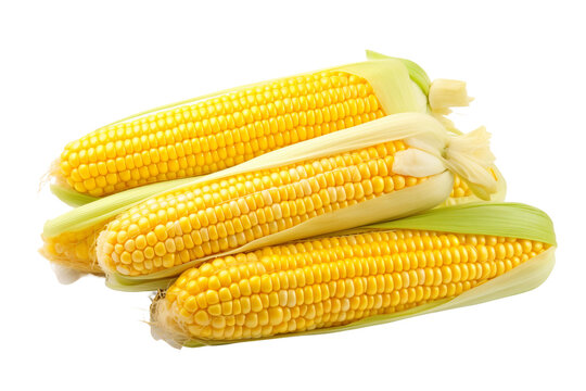 Individual Alone Corn Maize Image Isolated on transparent background