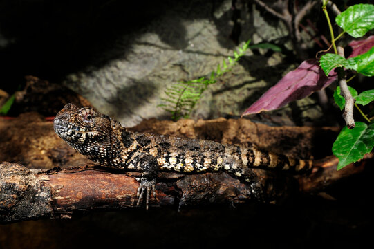 Chinesische Krokodilschwanzechse // Chinese crocodile lizard (Shinisaurus crocodilurus)