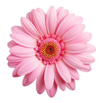 Pink daisy flower isolated on transparent background,transparency 