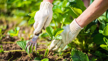 The farmer takes care of the plants in the vegetable garden on the farm. Gardening and plantation...