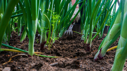 Obraz premium Weeding beds with agricultura plants growing in the garden. Weed control in the garden. Cultivated land close-up. Agricultural work on the plantation