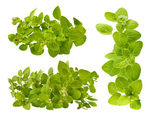 Branch of organic oregano spices herbs. Fresh spicy herb. Gardening farming, isolated. Green leaves...