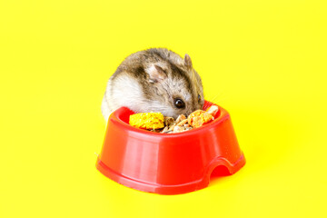 Dwarf gray hamster isolated on yellow background.Cute baby hamster, standing facing front.hamster...