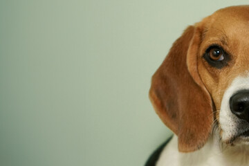 Beagle dog portrait looking straight