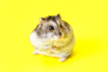 Dwarf gray hamster isolated on yellow background.Cute baby hamster, standing facing front.hamster eating food