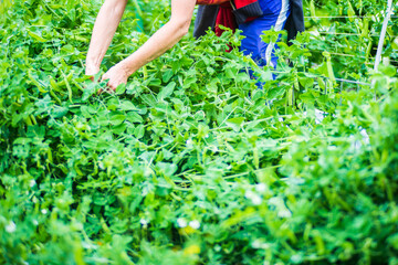 Naklejka premium Farmer's hands harvest crop of pea in the garden. Plantation work. Autumn harvest and healthy organic food concept close up with selective focus