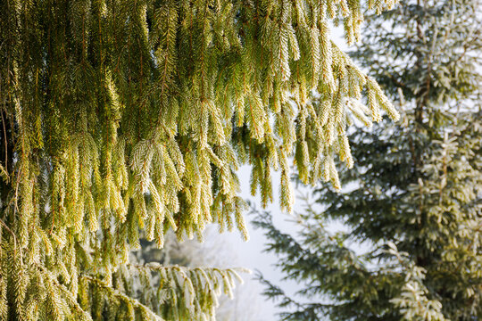 frozen branch of a fir tree in morning light. closeup nature background in winter