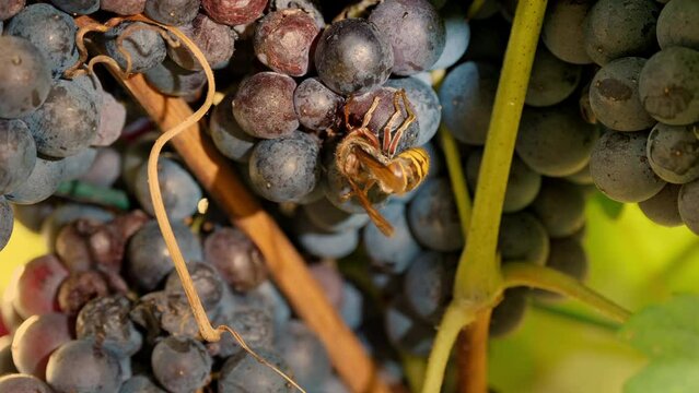 wasp on grapes. ripe grape bunch. close-up. A large wasp sits on a bunch of ripe dark blue grapes and drinks sweet grape juice. vineyard. grape harvest. grapevine. viticulture. Winery and Wine