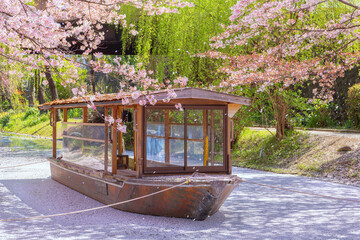 Fushimi Jikkokubune Boat in Kyoto with scenic full bloom cherry blossom in spring  - 685593457