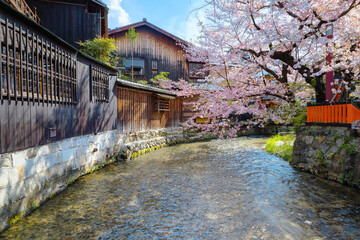 Fototapeta premium Shinbashi dori in Kyoto, Japan with beautiful full bloom cherry blossom 