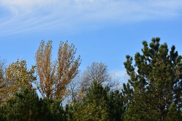 pine treetops on blue sky background in sunny autumn day