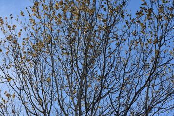 branches against blue sky