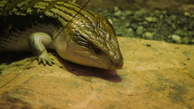 A blue-tongued skink lizard moving around on a rock