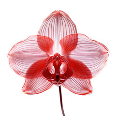 red crystal orchid,red orchid made of crystal isolated on transparent background,transparency 