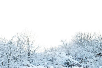 Winter snow forest landscape, trees in snow in PNG isolated on transparent background