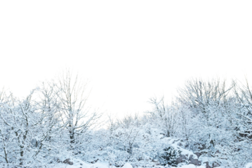 Winter snow forest landscape, trees in snow in PNG isolated on transparent background