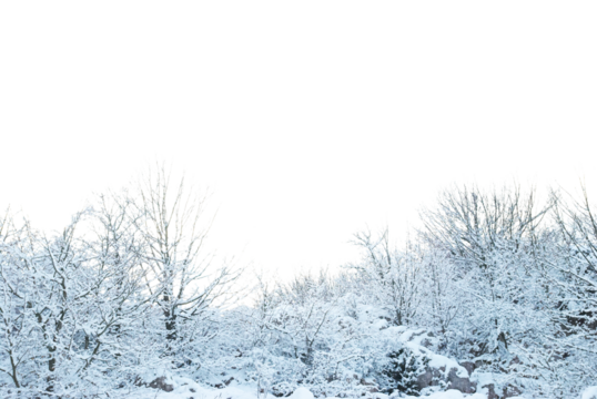 Winter snow forest landscape, trees in snow in PNG isolated on transparent background - Powered by Adobe