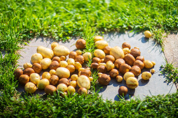 Potatoes harvest collected in the farm. Plantation work. Autumn harvest and healthy organic food concept close up with selective focus
