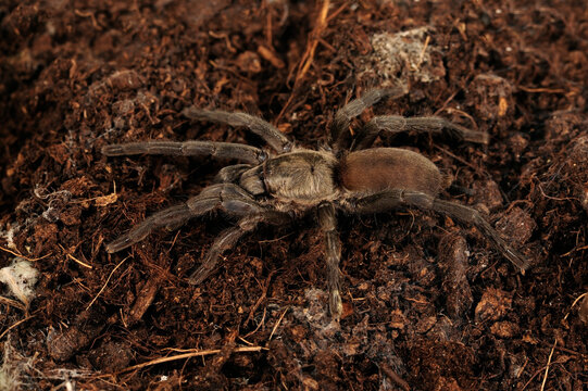 Europ&auml;ische Vogelspinne aus Spanien (Ischnocolus valentinus) - european tarantula from Spain