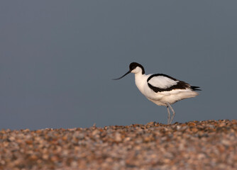 Pied Avocet, Recurvirostra avosetta