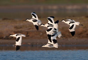 Pied Avocet, Recurvirostra avosetta