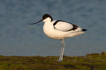 Pied Avocet, Recurvirostra avosetta