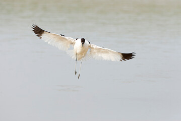 Pied Avocet, Recurvirostra avosetta