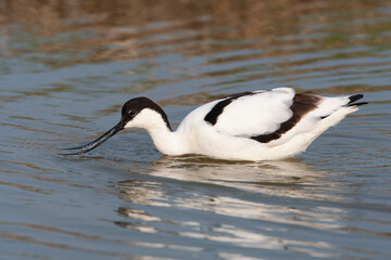 Pied Avocet, Recurvirostra avosetta
