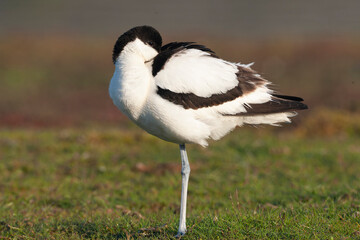 Pied Avocet, Recurvirostra avosetta