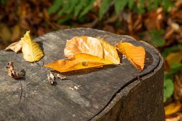 Beautiful view of leaves in autumn forest.