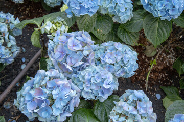 blue hydrangea flowers