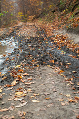Forest landscape with a muddy road.