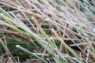 Autumn dry grass covered with morning frost