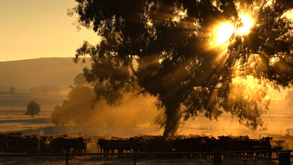 sun rays coming through a tree over a herd of cattle in the morning