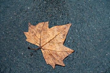 Maple tree leaf on the ground on a raiy day