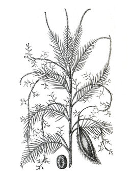 Hand drawn vintage Arecaceae or Calamus palm. hand drawn palm tree illustration. Palm tree. botanical vintage palm illustration.