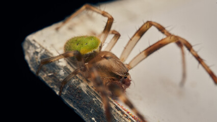 Details of a green spider.