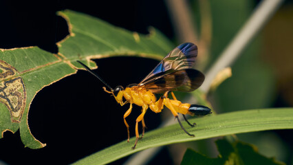 Details of a yellow wasp with blue wings perched on a grass. Joppa