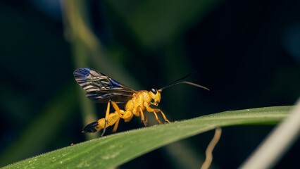 Details of a yellow wasp with blue wings perched on a grass. Joppa