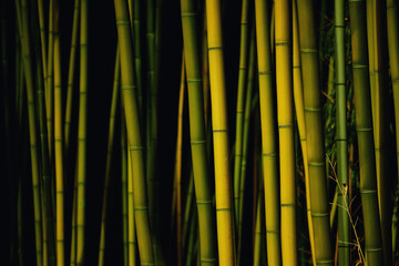 Obraz premium bamboo grove