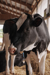 A curious Holstein Friesian cow standing on straw bedding inside a well-lit farm barn
