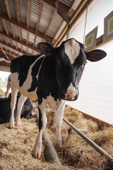 A curious Holstein Friesian cow standing on straw bedding inside a well-lit farm barn