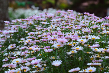 Close-up Selected Focus Spread Of Beautiful Blooming Flowers Of Marguerite Daisy Ranging From White To Purple Growing In The Garden