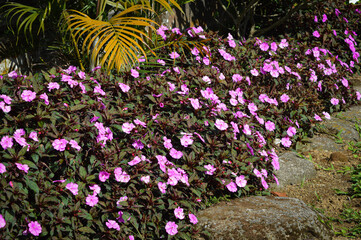 High Angle Perspective View Of New Guinea Impatiens Plants With Light Pink And White Blooming Flowers In The Garden
