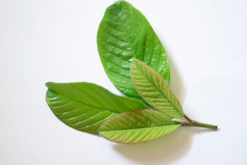 Obraz premium Guava leaves isolated on white background