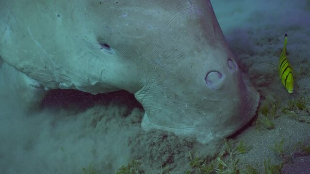 Close-up of head Sea Cow or Dugong (Dugong dugon) eating Smooth ribbon seagrass (Cymodoce rotundata) on seagrass bed raising clouds of silt around, slow motion
