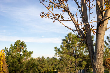 Autumn season leaves falling trees
