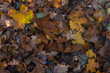 Autumn leaves on the ground
